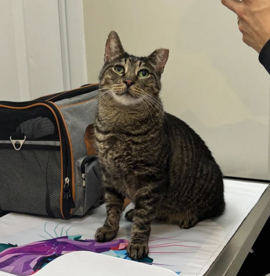cat, yajirobe at the vet