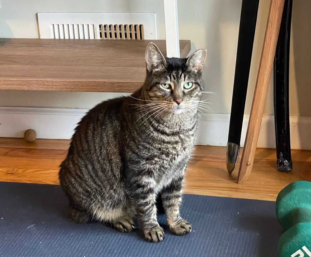 our street cat-now indoor cat, yajirobe