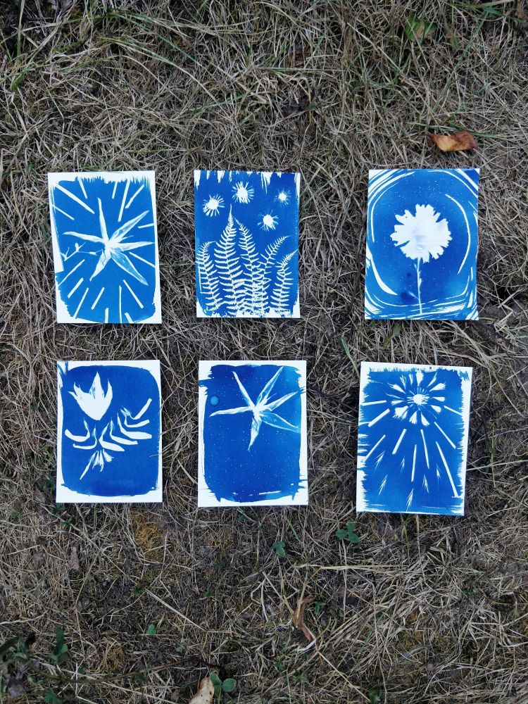 Six cyanotypes laying on the ground. The postcard sized images are deep blue and were made using pressed flowers.