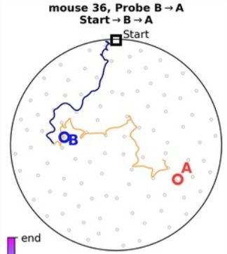 A plot showing an animal's trajectory from a start box, into a cylinder arena to a point labelled 'B', the trajectory then continues on to a second point 'A'. The path between B and A is fairly direct and seems like a good example of an adaptive shortcut.