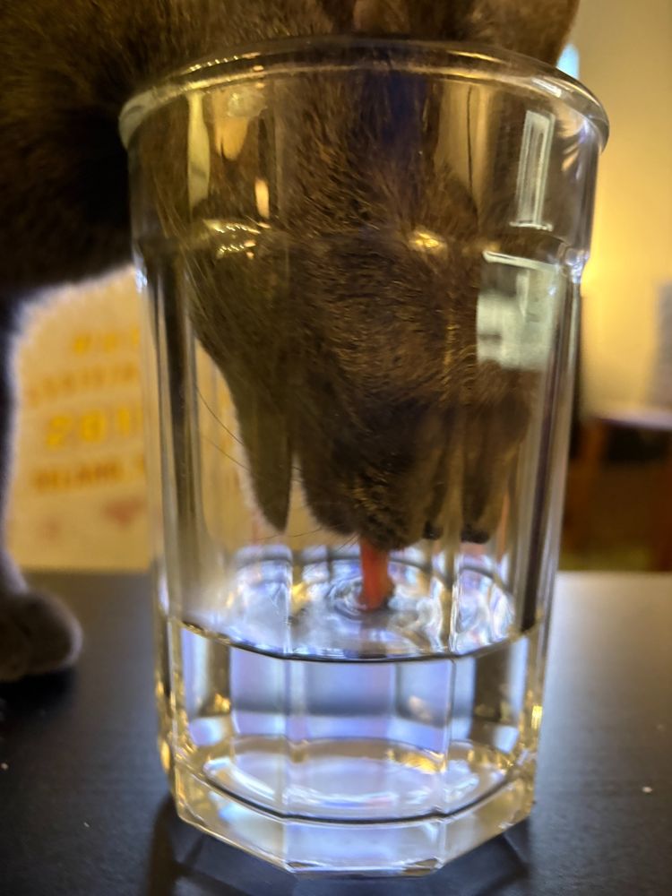 A cat's head in a glass, with its pink tongue extending into water at the bottom of the glass
