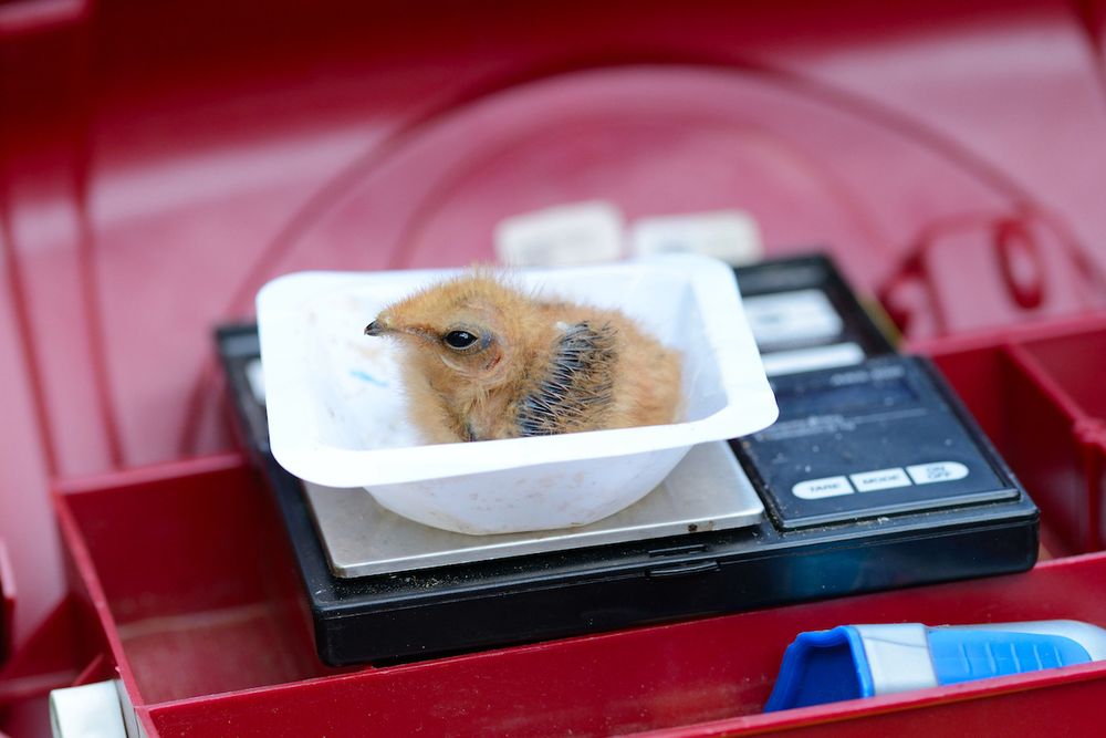 A very young whippoorwill sitting in a weigh boat on a digital scale. It's so cute I almost screamed.