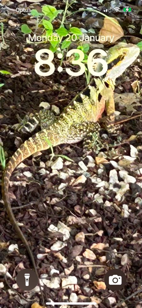 My phone lock screen is a photo of a big green stripy lizard in my unweeded front yard. 