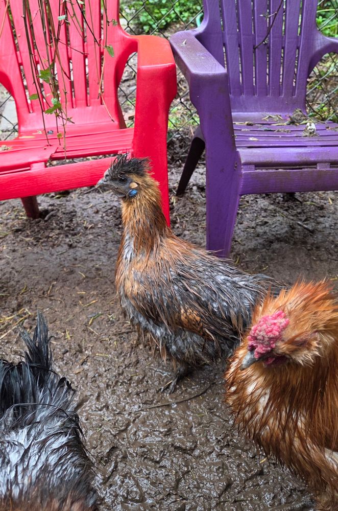 An brown and black silkie hen stands in the mud next to some chairs. She's wet for sure, but she's a bit too composed, too elegant for this category. A wet beast, but not a sad one.