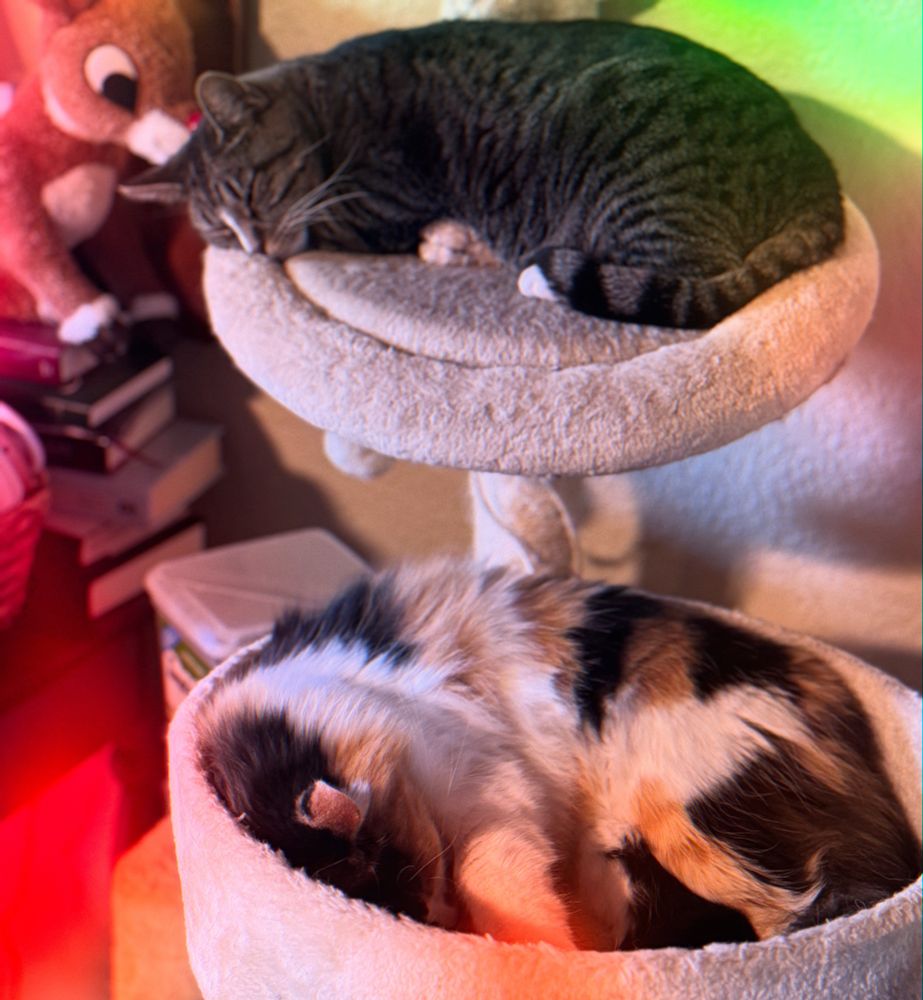 A striped cat slumbers in the top bunk of the cat tree while a calico cat slumbers in the second level. 