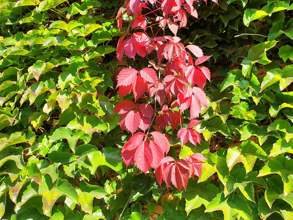 nature_Boston_Ivy_and_Virginia_creeper_in_autumn_colors_004