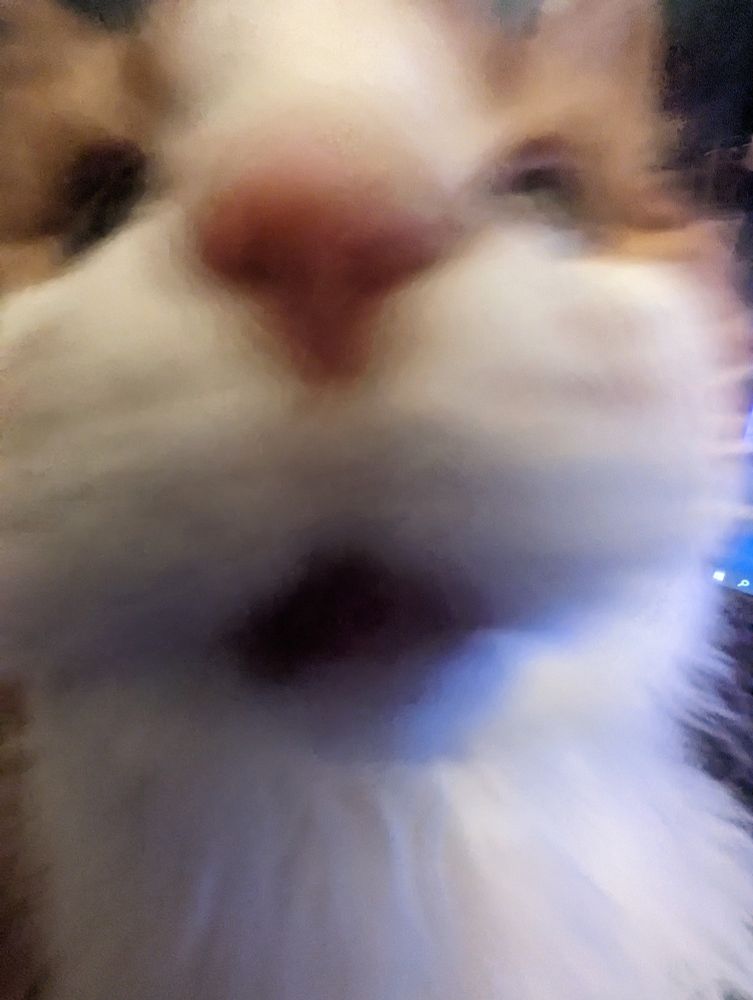 Blurry image of a cat

