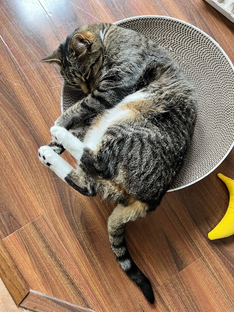 Sleepy cat in a scratcher disk