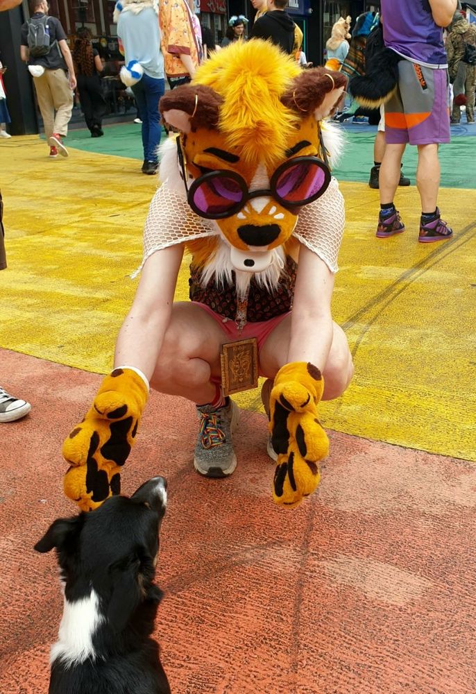 Me in cheetah fursuit on a rainbow-painted road, crouching and with my paws open to try and greet a little black and white dog