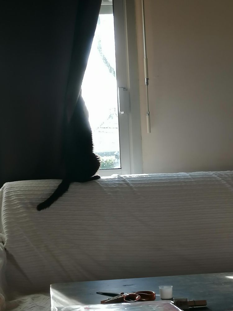 Chatte noire qui gratte à la fenêtre, derrière des rideaux, depuis un canapé. 
On aperçoit le soleil à travers les rideaux 