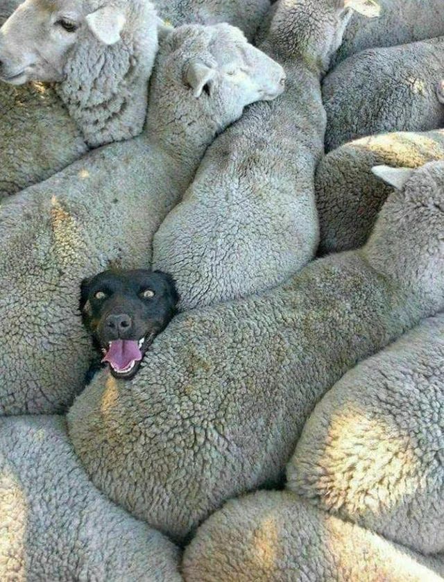 A happy dog head - body completely invisible - surrounded by sheep.