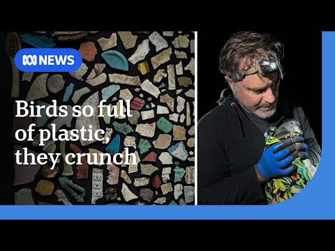 These birds are so full of plastic you can hear them 'crunch' | ABC NEWS