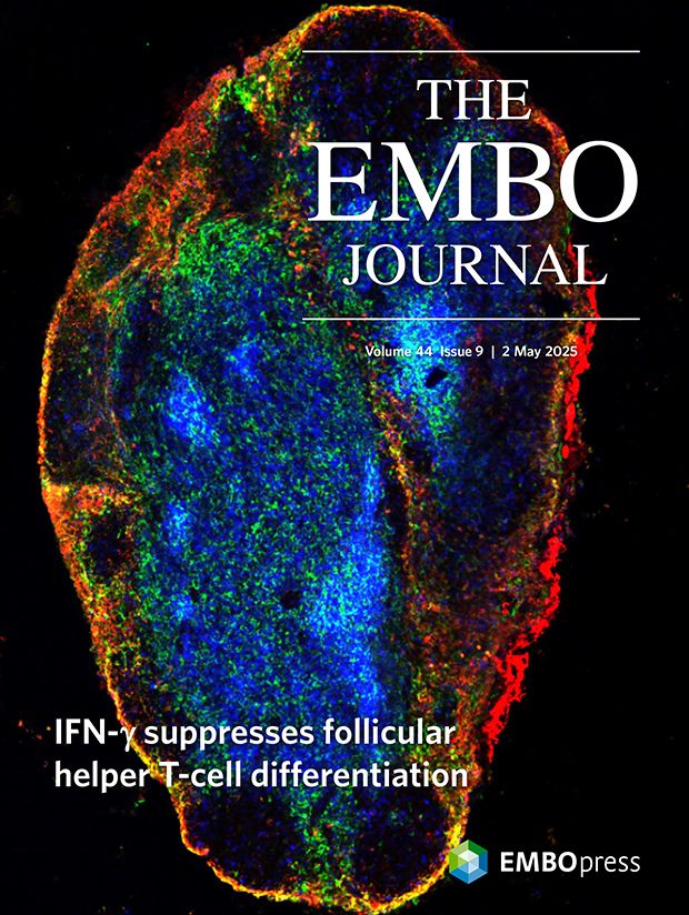 This cover highlights the article T-cell-derived IFN-γ suppresses T follicular helper cell differentiation and antibody responses by Eleonora Sala, Maria Nelli, Matteo Iannacone, Mirela Kuka and colleagues. The cover image depicts a section of a murine popliteal lymph node captured by confocal microscopy. T-cells and dendritic cells are depicted in blue and green, respectively, and colocalize in the paracortex. Subcapsular sinus macrophages are stained in red and define the subcapsular area.



Scientific image by the authors
