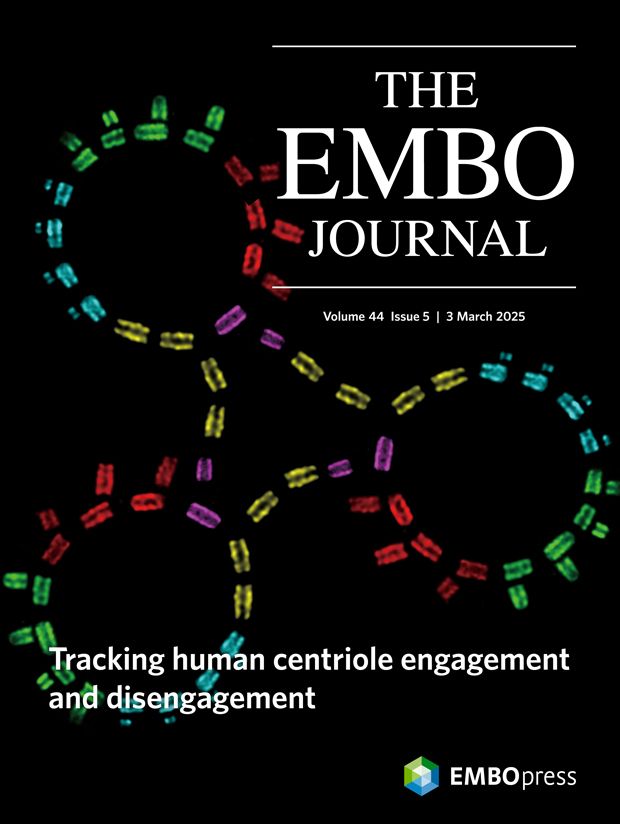 This cover highlights the article Multimodal mechanisms of human centriole engagement and disengagement by Kei K. Ito, Shoji Hata, Daiju Kitagawa and colleagues. The cover image depicts the centriole cycle as marked by acetylated tubulin. Daughter centrioles form on mother centrioles (yellow) and undergo stepwise engagement (blue, green, red) before disengaging (purple) to become new mother centrioles.

Scientific image by the authors