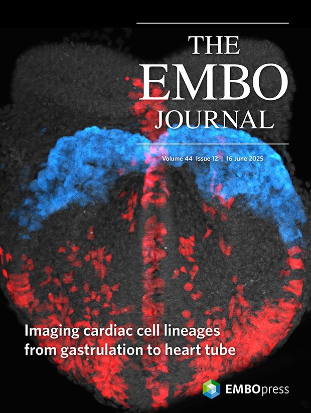 This cover highlights the article Early coordination of cell migration and cardiac fate determination during mammalian gastrulation by Shayma Abukar, Kenzo Ivanovitch and colleagues. Using long-term live imaging of whole mouse embryos with light-sheet microscopy, this study tracks single cells to map how mesodermal cells coordinate their migration and fate decisions during gastrulation to drive early heart formation. The cover image shows the cardiac crescent (blue) and a late T/Bra-lineage-positive mesodermal subpopulation (red) in a DAPI-stained E7.5 mouse embryo (white). The image illustrates that late mesodermal cells contributing to the atria do not populate the cardiac crescent.

Scientific image by Kenzo Ivanovitch