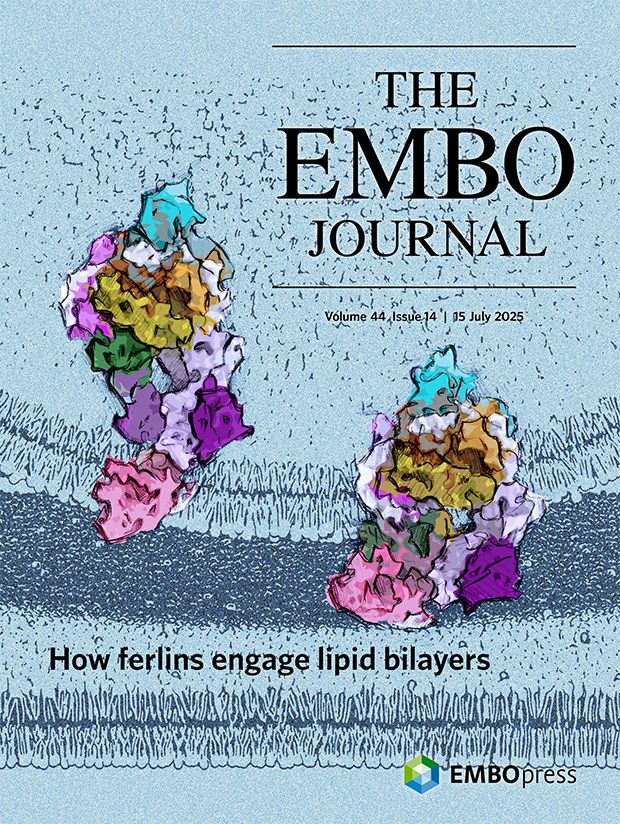 This cover highlights the article Structural insights into lipid membrane binding by human ferlins by Constantin Cretu, Tobias Moser, Julia Preobraschenski and colleagues. By combining single-particle cryo-electron microscopy, mass spectrometry, and biochemical analyses, this study sheds light on the molecular basis of membrane binding and remodelling by the multi-C2 domain proteins myoferlin and dysferlin. The cover image presents an artistic representation of two resolved structural snapshots of human myoferlin: a more dynamic, lipid-free state (left), which reflects vesicle-anchored conformations, and a compact, ring-like state (right), induced upon membrane binding.
Scientific image by Constantin Cretu, Tobias Moser, and Julia Preobraschenski