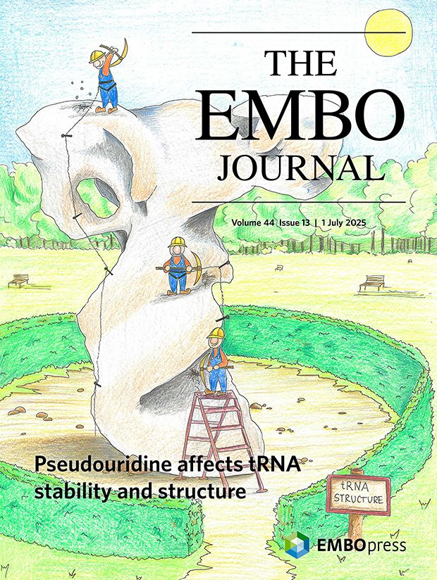 This cover highlights the article Determining the effects of pseudouridine incorporation on human tRNAs by Anna D. Biela, Janusz M. Bujnicki, Ting-Yu Lin, Sebastian Glatt and colleagues. Artistic representation of a human tRNA structure and how the tRNA shape is sculptured by pseudouridine synthases, illustrating the understanding that precise incorporation of modifications is key to increase tRNA stability necessary for protein translation.
Scientific illustration by Dominika Dobosz, MCB / Jagiellonian University Krakow