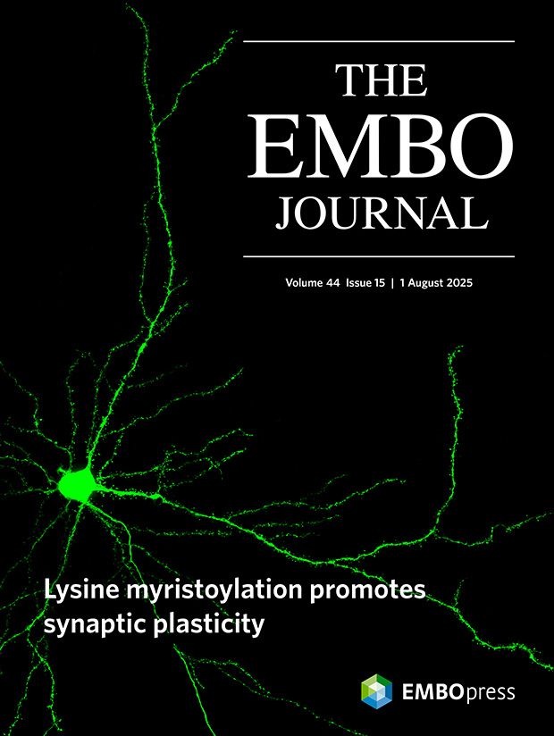 This cover highlights the article Lysine myristoylation mediates long-term potentiation via membrane enrichment of synaptic plasticity effectors by Benjamin Matthews, Tristan P. Wallis, Frédéric A. Meunier and colleagues. Chemical LTP (cLTP) robustly promotes the formation of new dendritic spines in hippocampal neurons. We detect a marked increase in spine number and an enlargement of spine heads. However, this plasticity is completely blocked by inhibiting either DDHD2 or N-myristoyltransferase (NMT1/2). These findings demonstrate that DDHD2 and myristoylation are key regulators of synaptic plasticity. DIV21 primary mouse hippocampal neuron transfected with cytosolic GFP to visualise dendritic processes and spines. 3D z-stack image acquired 2 hours following chemical LTP showing the number and size of dendritic spines is significantly increased with potentiation. Inhibition of DDHD2 and NMT1/2 abolishes this effect.
Scientific image by Sevannah Steeves, University of Queensland