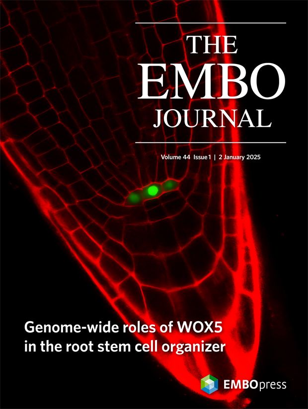 This cover highlights the article Deciphering the molecular logic of WOX5 function in the root stem cell organizer by Ning Zhang, Pamela Bitterli, Thomas Laux and colleagues. The image highlights the expression (green color) of WOX5 in the root stem cell organizer, the quiescent center.

Scientific image by the authors
