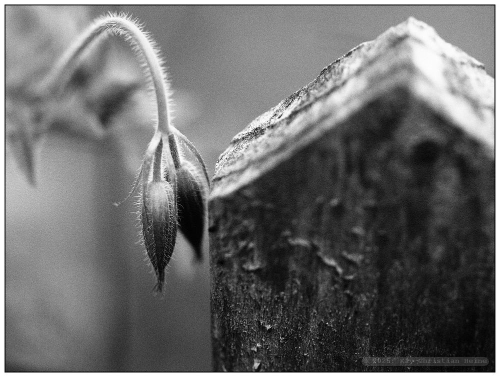 Schwarzweiße, leicht körnige Makroaufnahme von zwei silbrig behaarte, schlank-ovalen Blütenknospen, die bogenförmig an einem einzelnen, ebenfalls behaarten, von links ins Bild ragenden Halm herabhängen und sich an die pfeilförmige, die rechte Bildhälfte füllende Spitze eines schrundig verwitterten hölzernen Holzpflahls schmiegen. Sehr schmale Schärfenebene, extrem unscharfer Hintergrund.