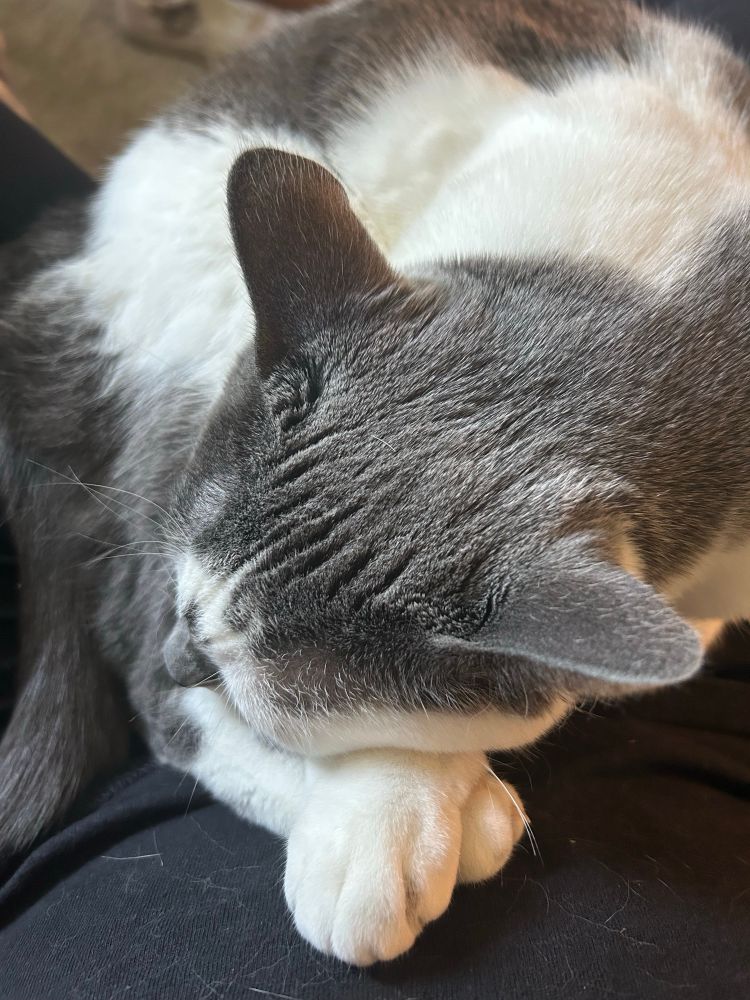 A grey and white cat curled up. She is resting her head on her paws 