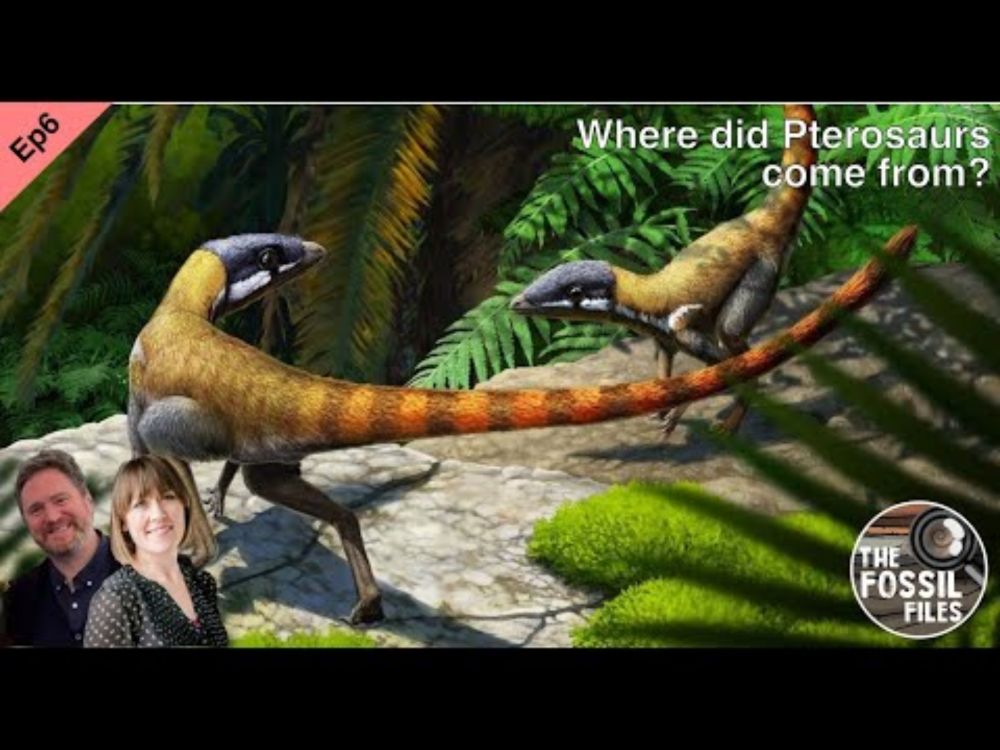 Where did Pterosaurs come from?