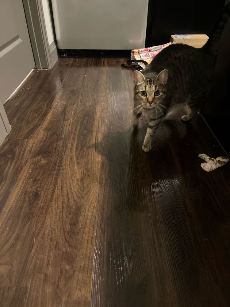 A brown tabby cat looks towards the camera with concern about the timeliness of his next meal. 