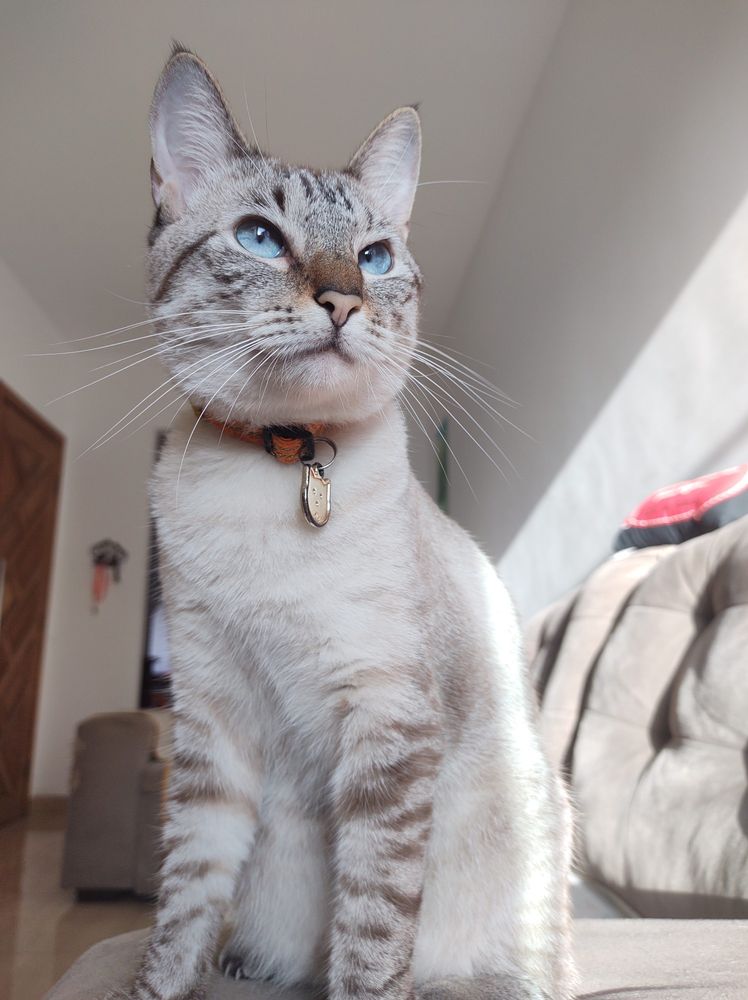 uma gatinha linda cinza e marrom, de olhos azuis e coleira dourada sendo iluminada pelo sol