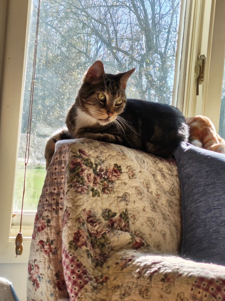 Virgil the cat, a brown mackerel tabby sitting on the back of a chair in the sun. 