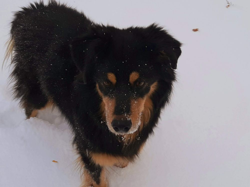 A black dog with brown markings standing in the snow. Droplets of snowy ice sit on her nose whiskers. 