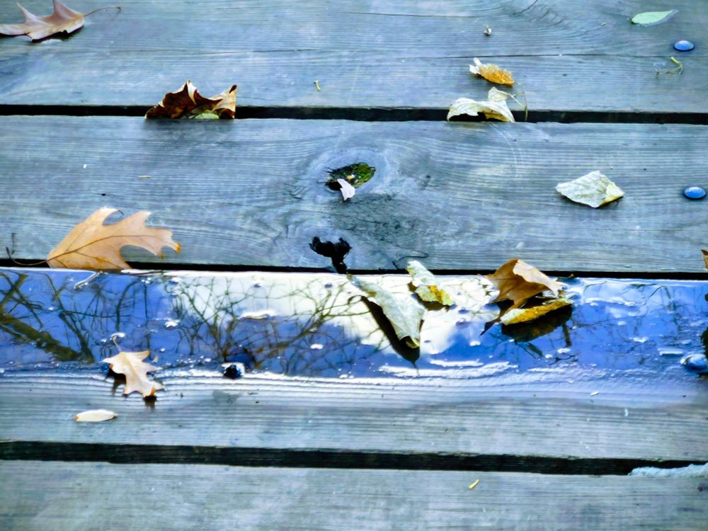 Wooden bridge planks. One holds a long puddle of water reflecting sky and trees. Leaves are scattered about. 