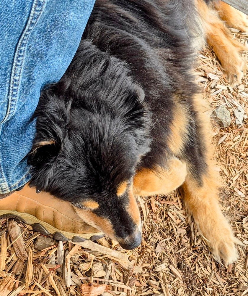 A black and brown dog laying on the mulch covered ground, head resting on the brown shoe of her father