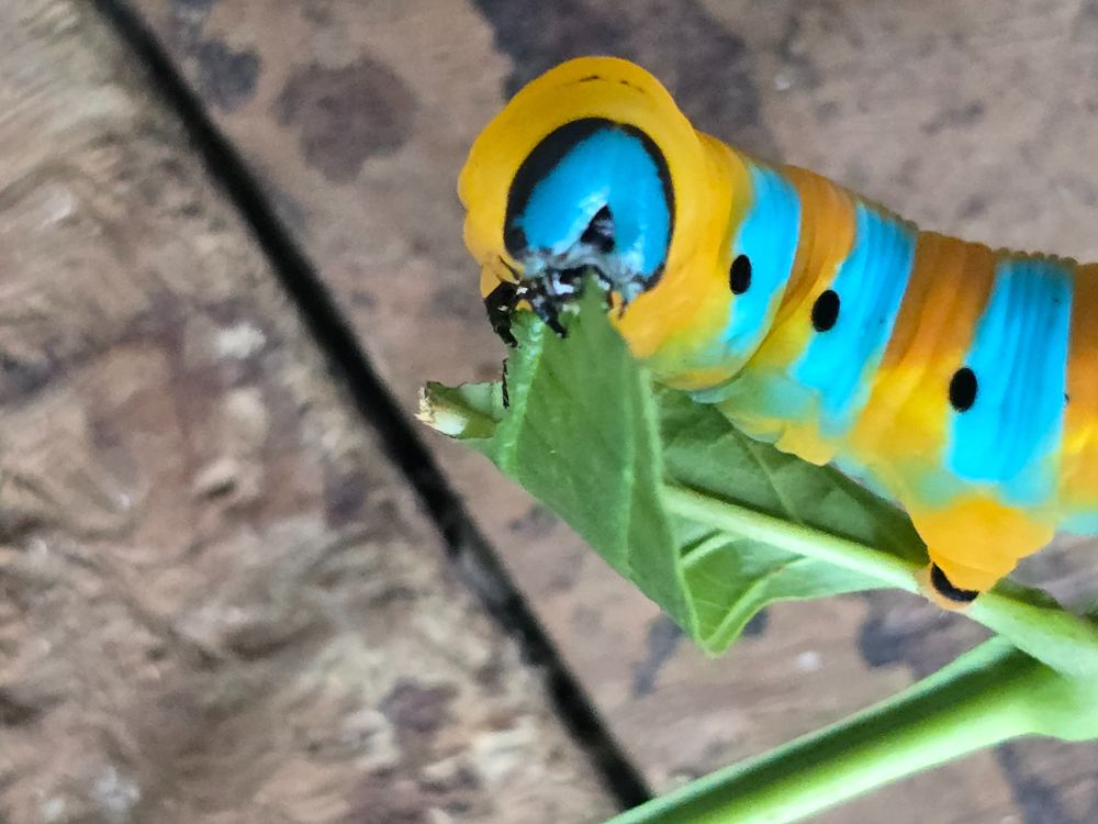 Sphingid caterpillar with blue head.