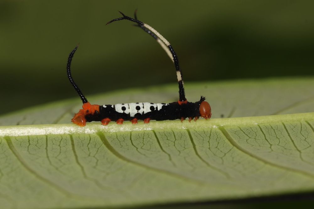 black caterpillar with long black A8 tail and two long black and yellow T3 filaments; dark red head, red legs and prolegs, red A8-A10 splotch, and A3-6 cream saddle with black spots.... cool looking!