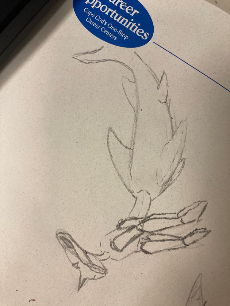 mershark!kuiper sketch!