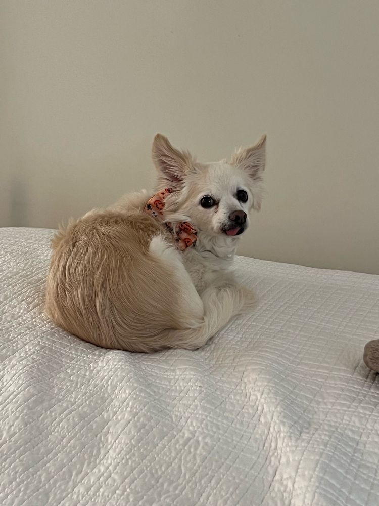 a small, white dog (i’m unsure of his breed) with a halloween bow on his collar and his tongue sticking out slightly 
