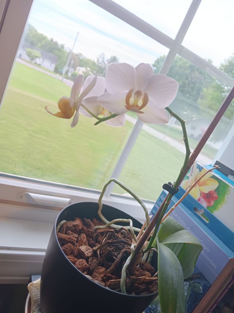 An orchid in a window, with three white flowers. Some art supplies sit behind the orchid. The yard is visible through the window.