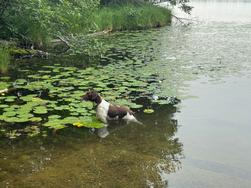 A Brittany spaniel stands in a lake, alertly watching for critters that may be hiding along the shore.