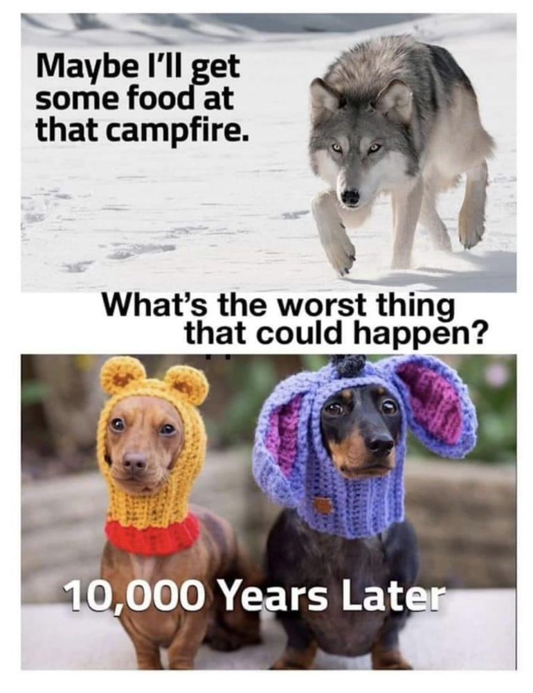 The image is a meme composed of two sections, each with text and images of animals. The top section shows a wolf walking through the snow; its front paw is raised. The text reads, "Maybe I’ll get some food at that campfire." The bottom section shows two adorable dogs wearing colorful knitted hats. The text below the dogs reads, "10,000 Years Later," with an additional line above them stating, "What’s the worst thing that could happen?"