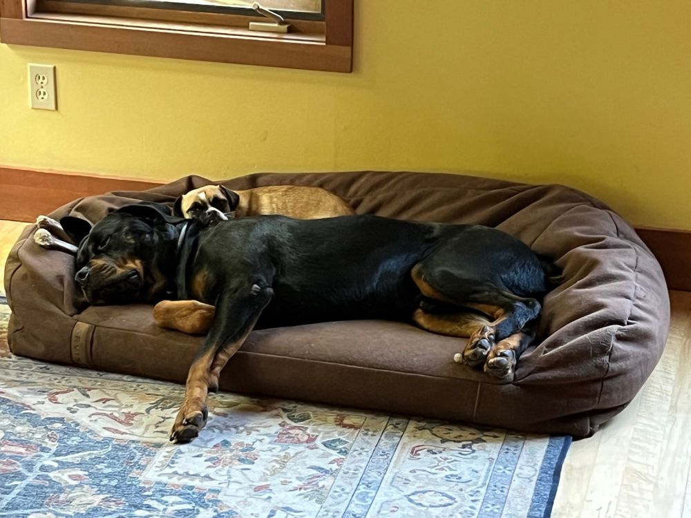 Little dog cuddled up next to a big dog