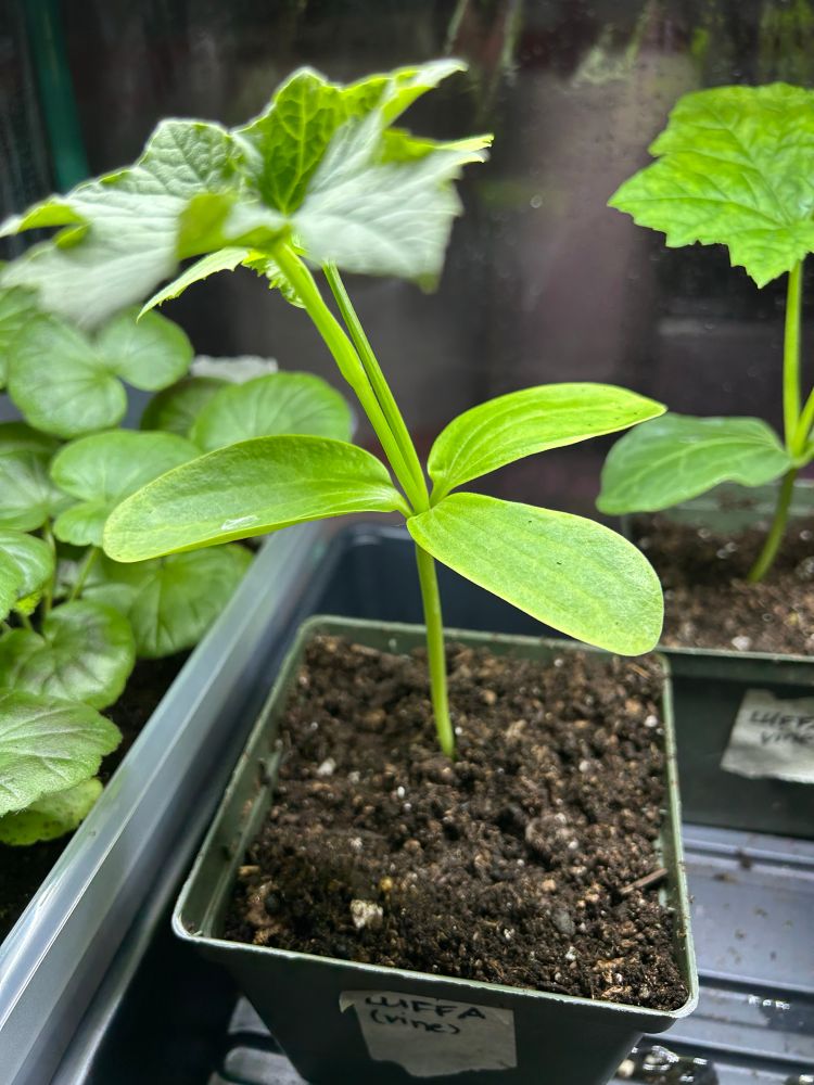 Image shows a luffa plant seedling with 3 seed leaves instead of the normal 2. 