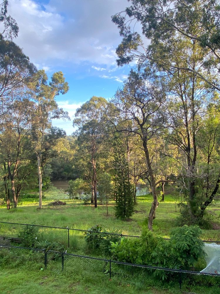 Lush green overgrown paddock dotted with eucalyptus trees and a creek at the foot of the hill.