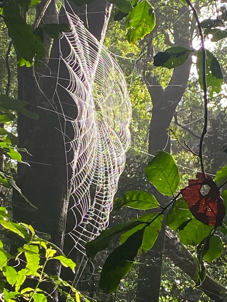 A Golden Orb spider’s web shining in the sun in the heart of a rainforest.
