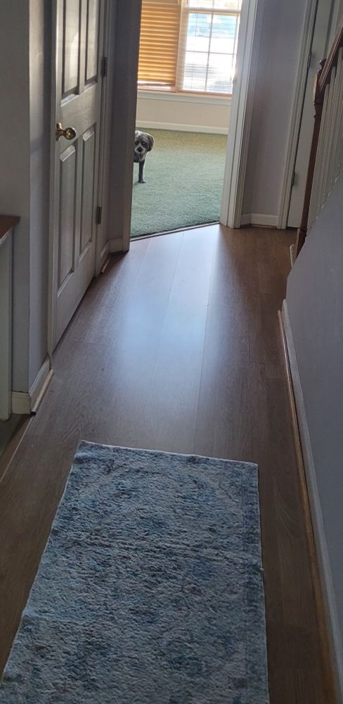 Shamrock, my doggy, looms out of the corner of a room. He's planning something, do not trust him.