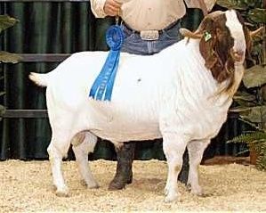 A goat with a blue ribbon 