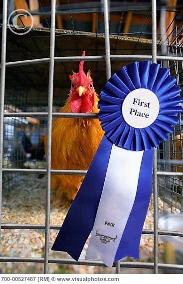 A rooster with a blue ribbon 