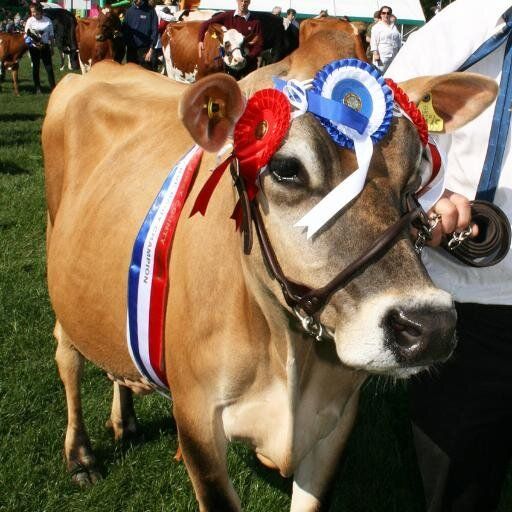 A cow with a blue ribbon 