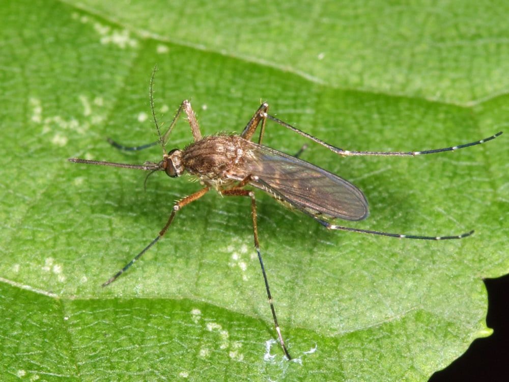 Battle Hymn of the Floodwater Mosquito | The Tyee