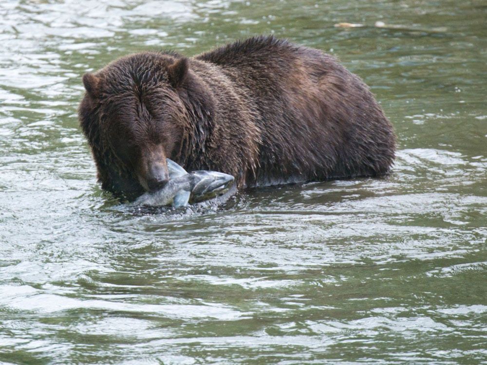 When a Female Grizzly Swims to Shore | The Tyee