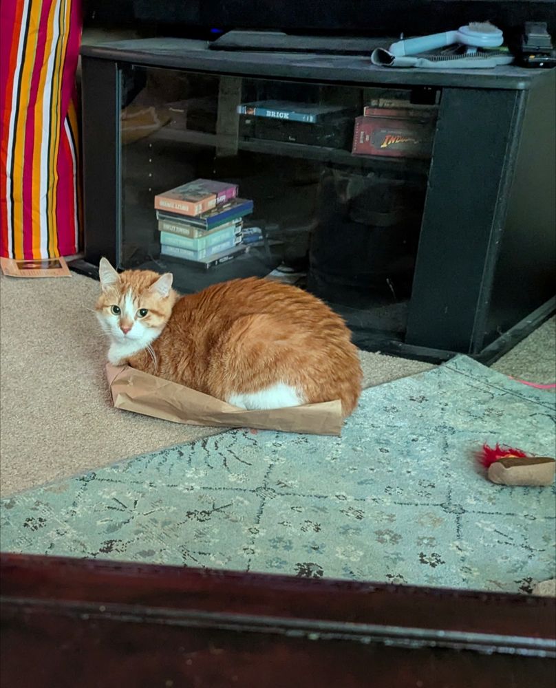 An orange and white cat sitting on a paper bag in front of a media stand looking at the camera.